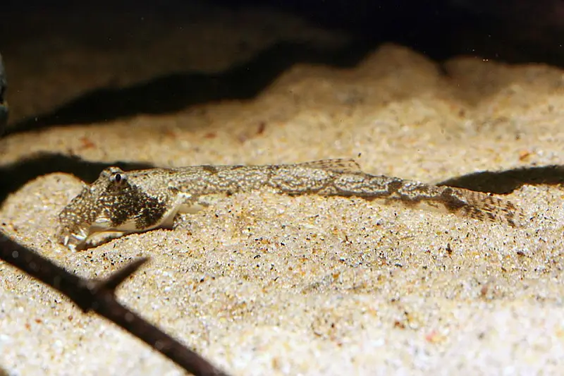 Canthophrys gongota photo