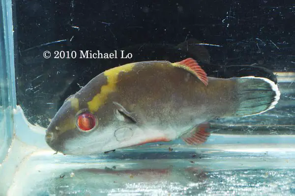Carinotetraodon borneensis photo