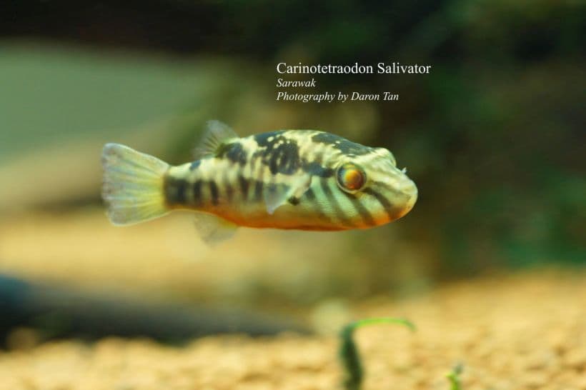 Carinotetraodon salivator photo