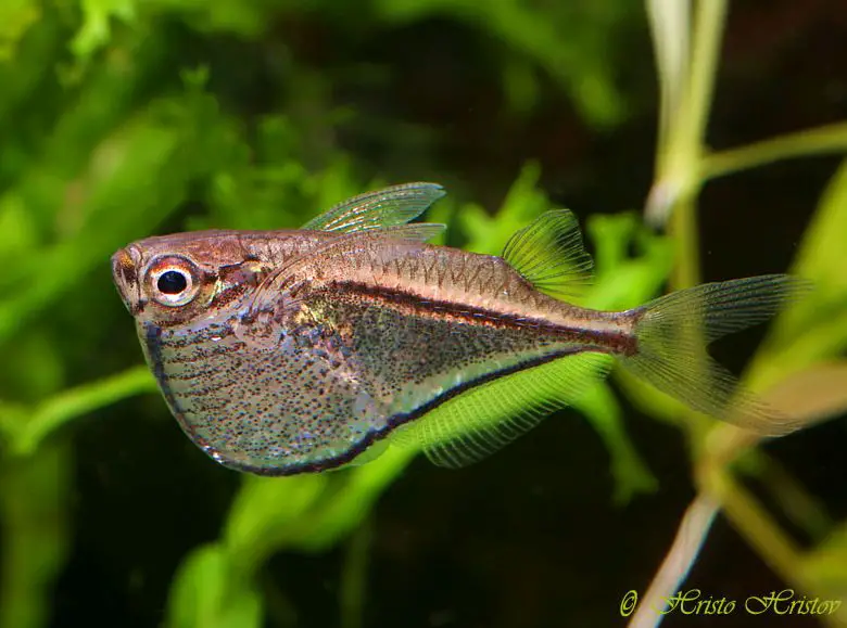 Carnegiella marthae photo