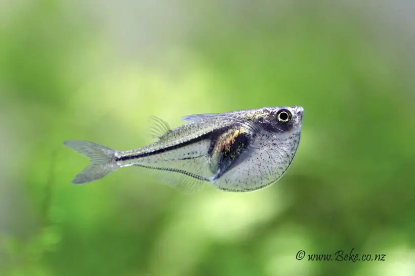 Carnegiella myersi photo