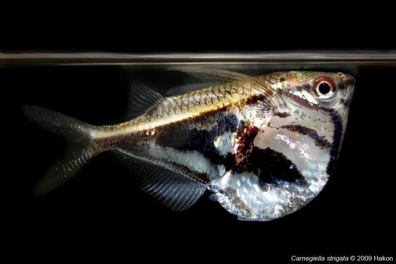 Carnegiella strigata photo