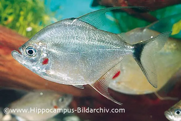 Catoprion mento photo