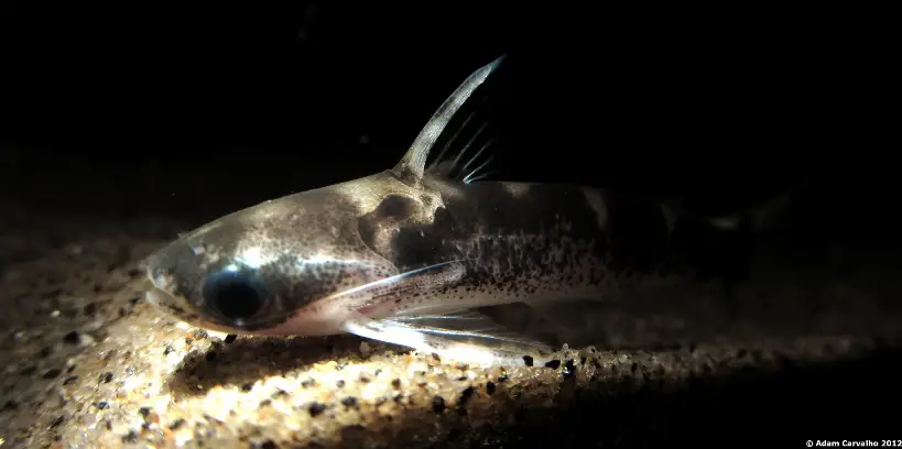 Centromochlus macracanthus photo