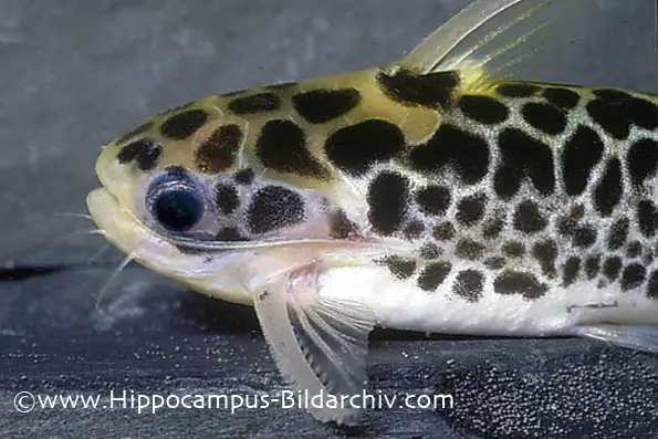 Centromochlus perugiae photo