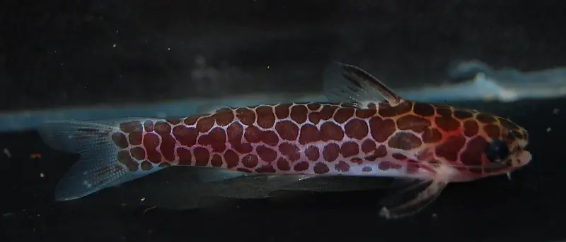 Centromochlus reticulatus photo