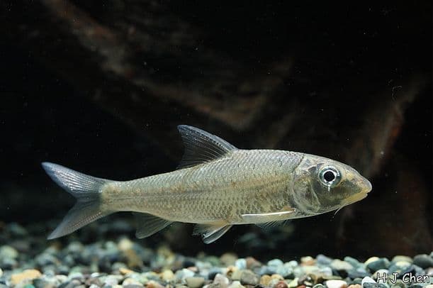 Chagunius chagunio photo