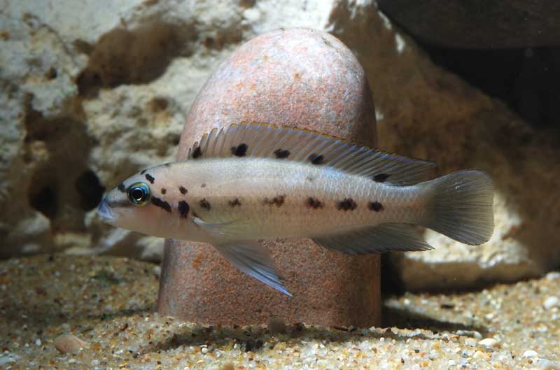 Chalinochromis sp. ndobhoi photo