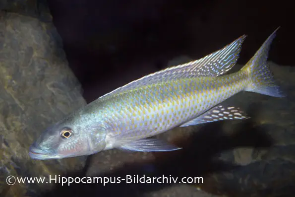 Champsochromis spilorhynchus photo
