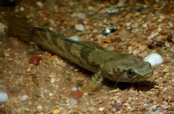 Channa sp. five stripe photo