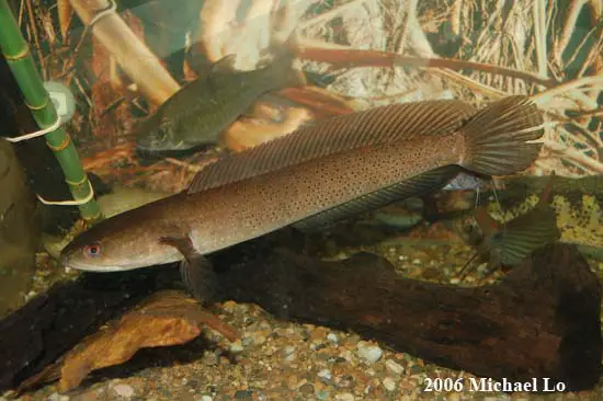 Channa baramensis photo