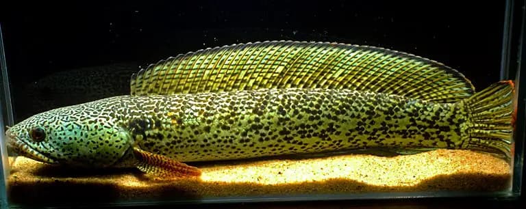 Channa barca photo