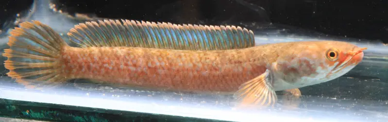 Channa burmanica photo