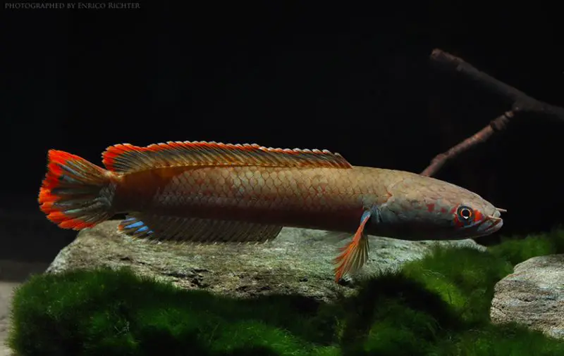 Channa sp. fire and ice photo