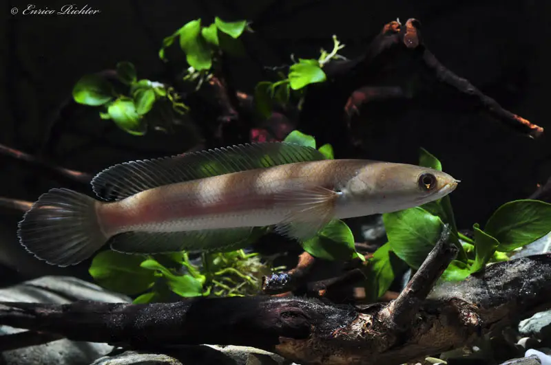 Channa melasoma photo