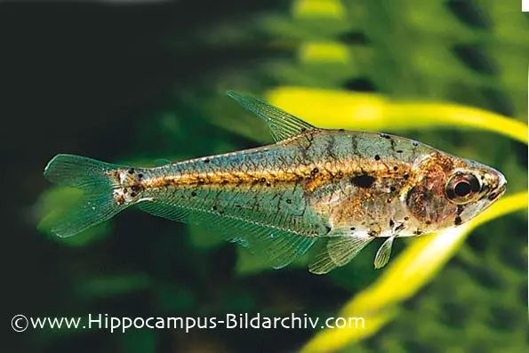 Charax condei photo