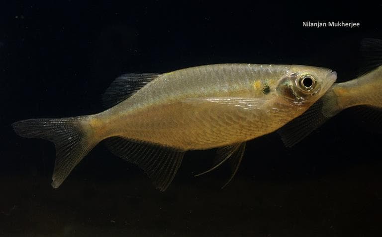 Chela cachius photo