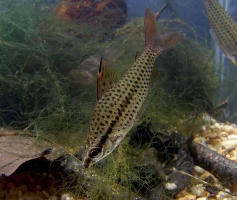 Chilodus punctatus photo