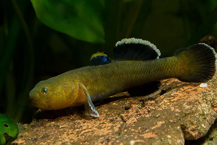 Chlamydogobius eremius photo