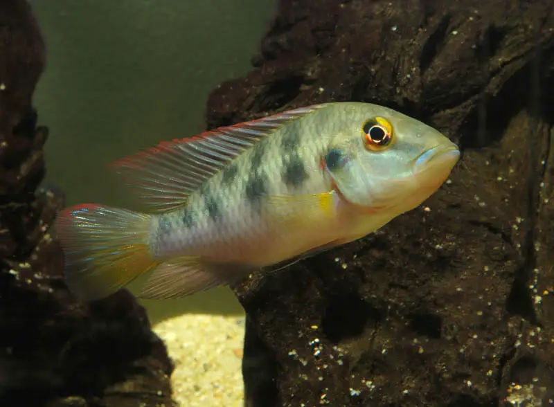 Chromidotilapia guntheri photo