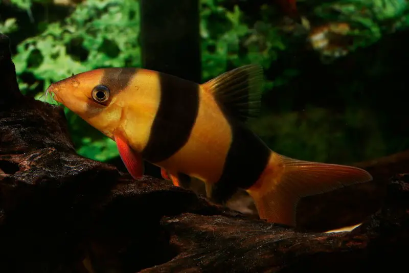 Chromobotia macracanthus photo