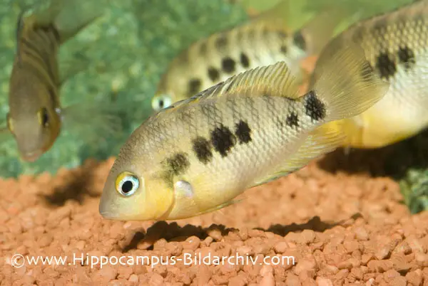 Cichlasoma urophthalmus photo