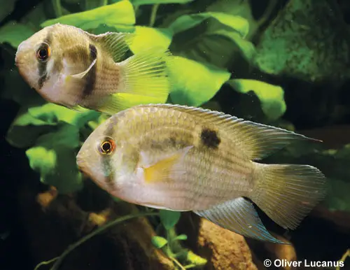 Cleithracara maronii photo