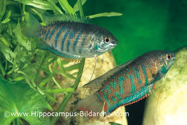 Trichogaster fasciata photo