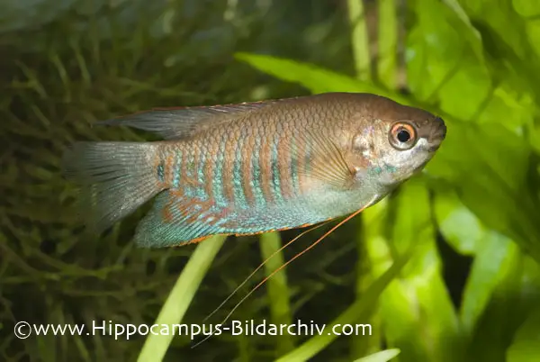 Trichogaster labiosa photo
