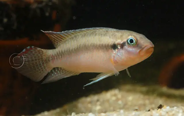 Congochromis sabinae photo
