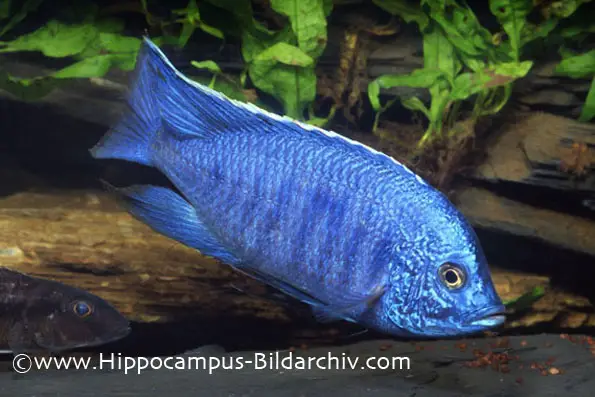 Copadichromis azureus photo
