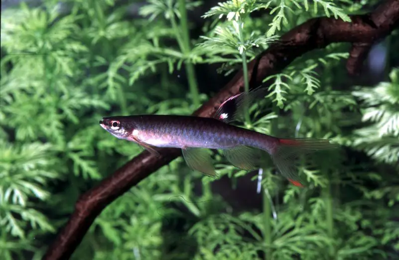 Copella carsevennensis photo