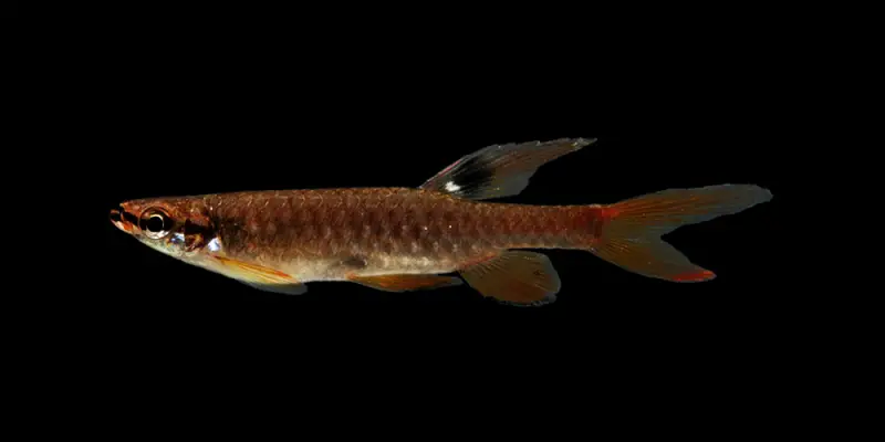 Copella arnoldi photo