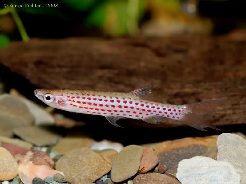 Copella meinkeni photo