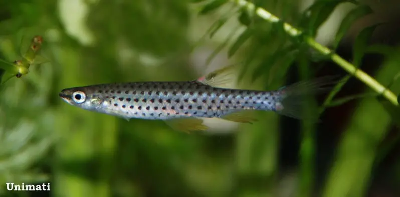 Copella callolepis photo