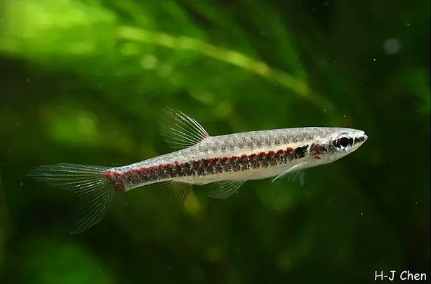 Copella nattereri photo