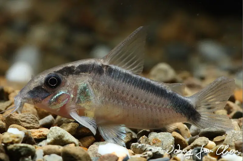 Corydoras arcuatus photo