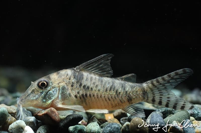 Corydoras aurofrenatus photo