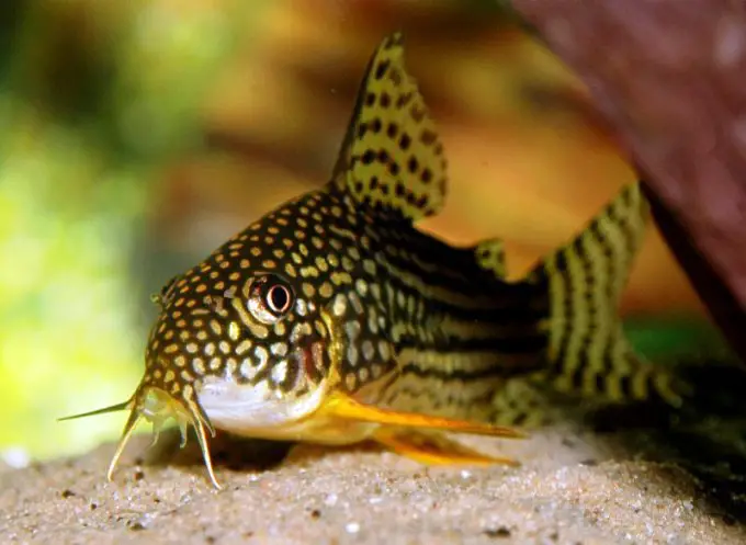 Corydoras sterbai photo