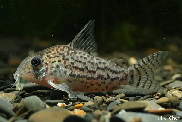 Corydoras acrensis photo