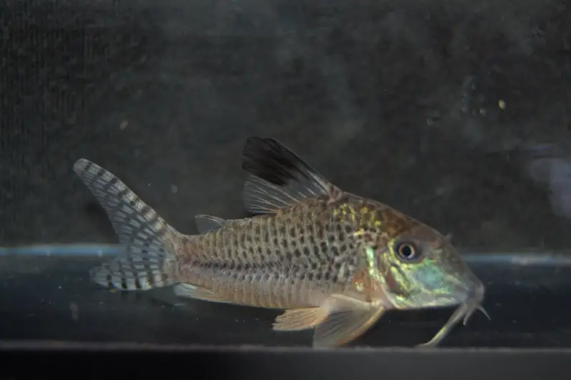 Corydoras acutus photo
