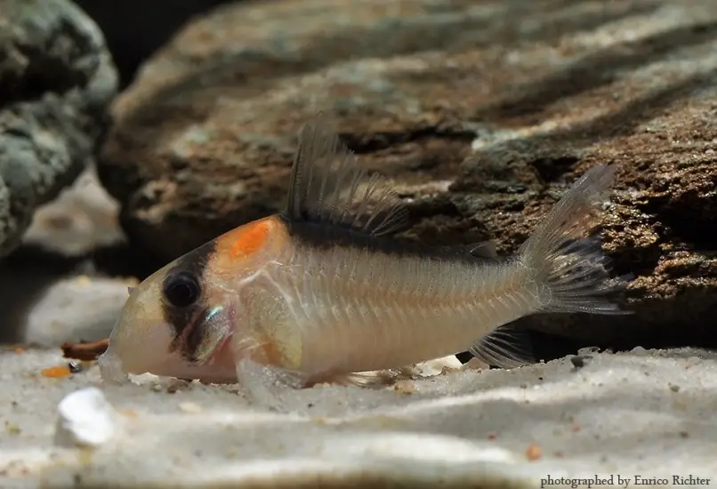 Corydoras adolfoi photo
