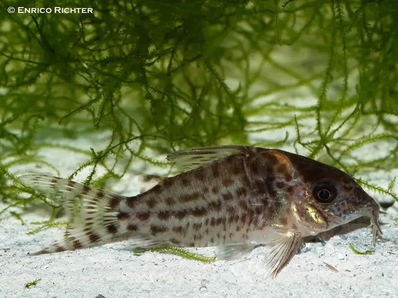 Corydoras agassizii photo