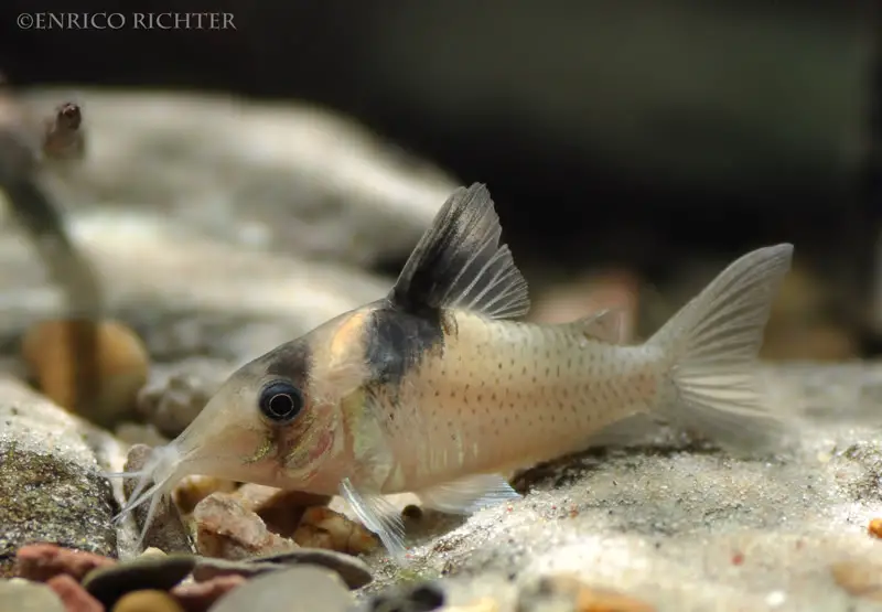 Corydoras amandajanea photo