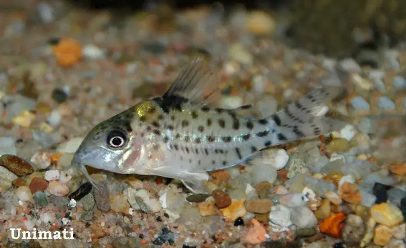 Corydoras ambiacus photo