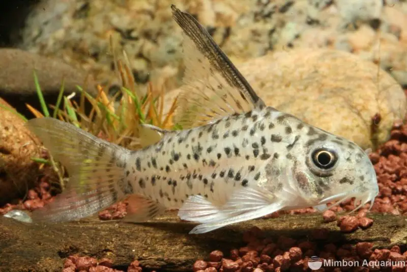 Corydoras armatus photo
