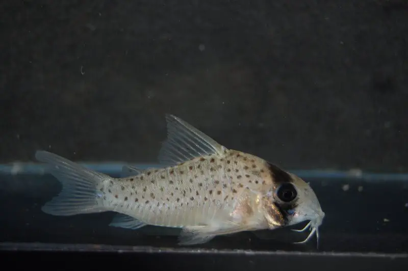 Corydoras atropersonatus photo
