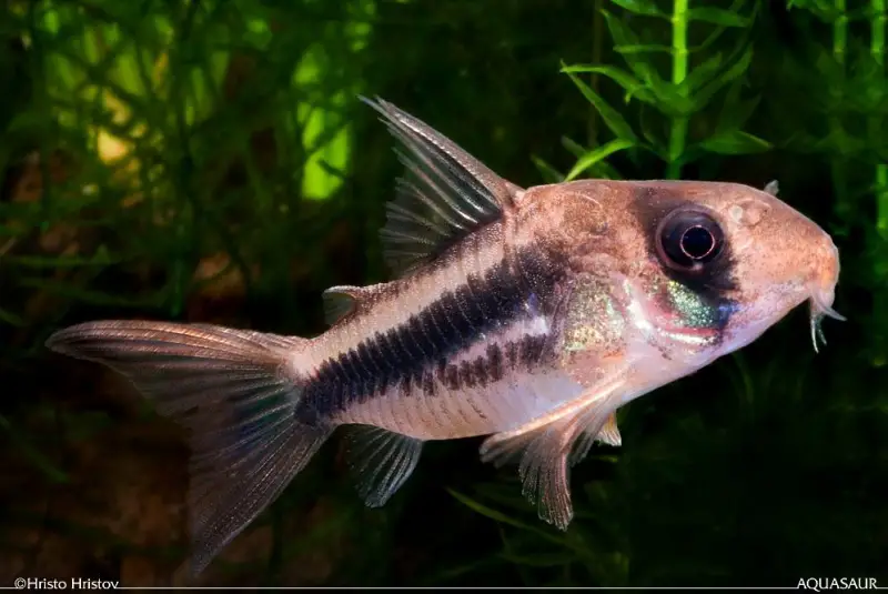 Corydoras axelrodi photo