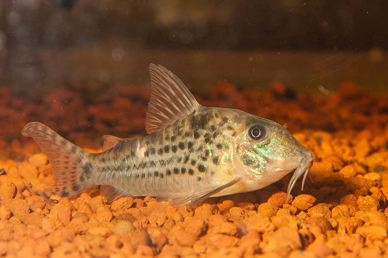 Corydoras blochi photo
