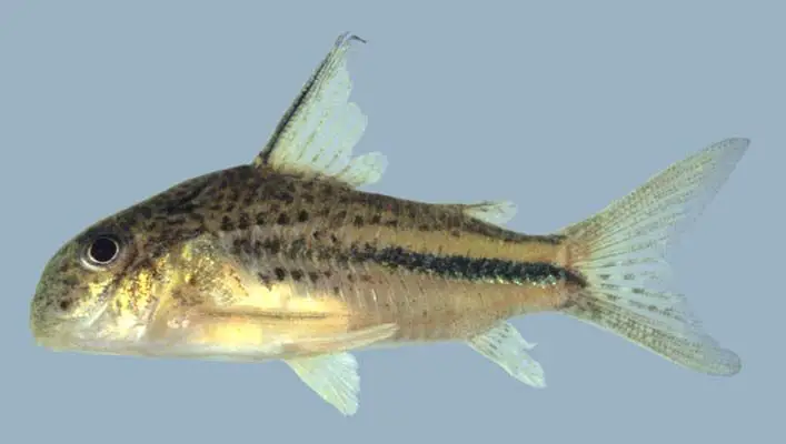 Corydoras bondi photo
